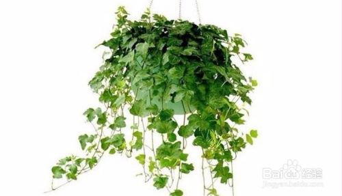 植物爆料忧郁藤蔓视频,揭秘植物世界的情感秘密  第3张